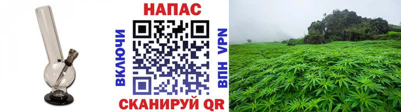 наркота  Куровское  Каннабис план 